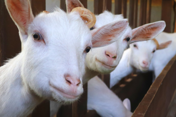 У козлят обнаружены эймерии