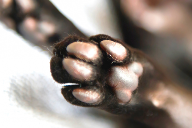 Установлена причина гибели кошки породы Ориентал