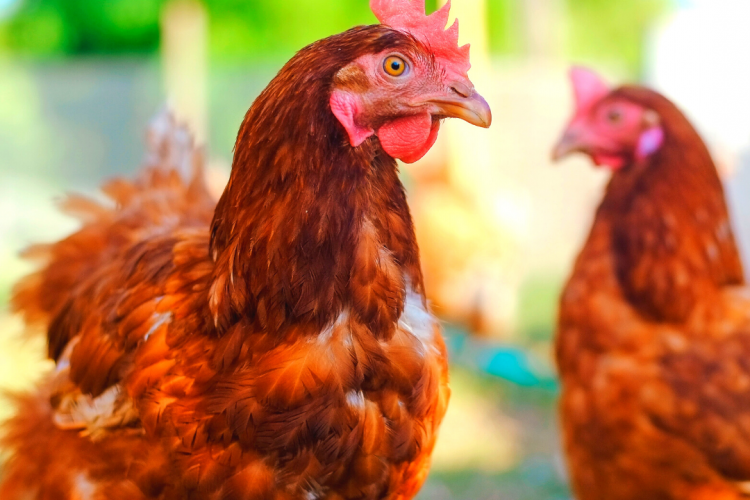 Постановка верного диагноза – залог успеха в лечении