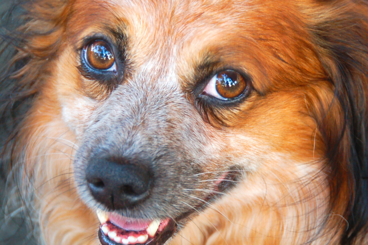 Дирофиляриоз – не приговор для собаки