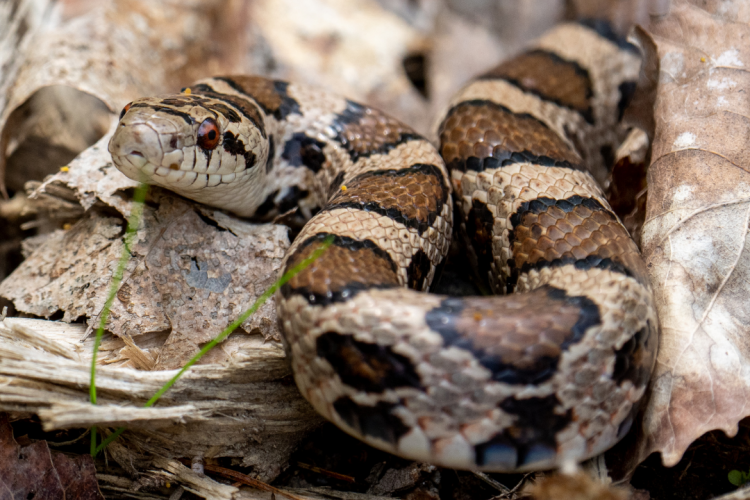 Выделен генетический материал микоплазмоза у змеи