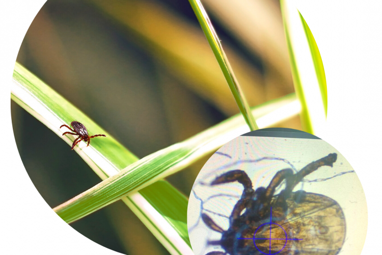 Клещевые инфекции