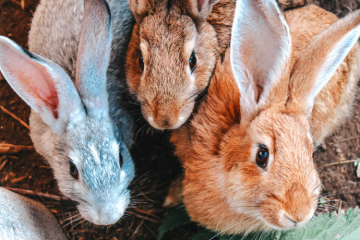 В виварии проведена вакцинация кроликов