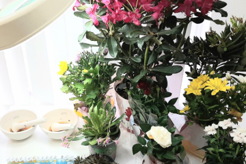Подкарантинная продукция – саженцы цветочно-декоративных растений