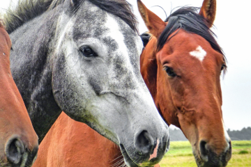Новые Правила по предотвращению распространения и ликвидации очагов случной болезни лошадей (трипаносомоза)