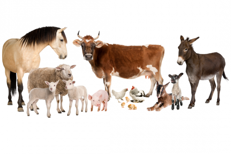 Морфологические исследования об оспе млекопитающих и птиц