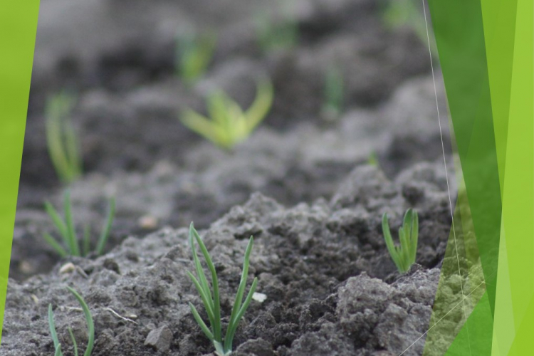 Почему важно знать состояние почвы земельного участка?