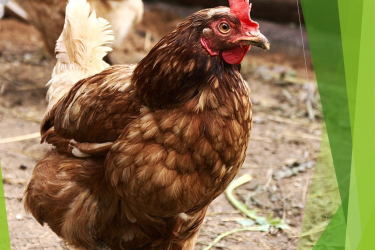 Опасен без лечения