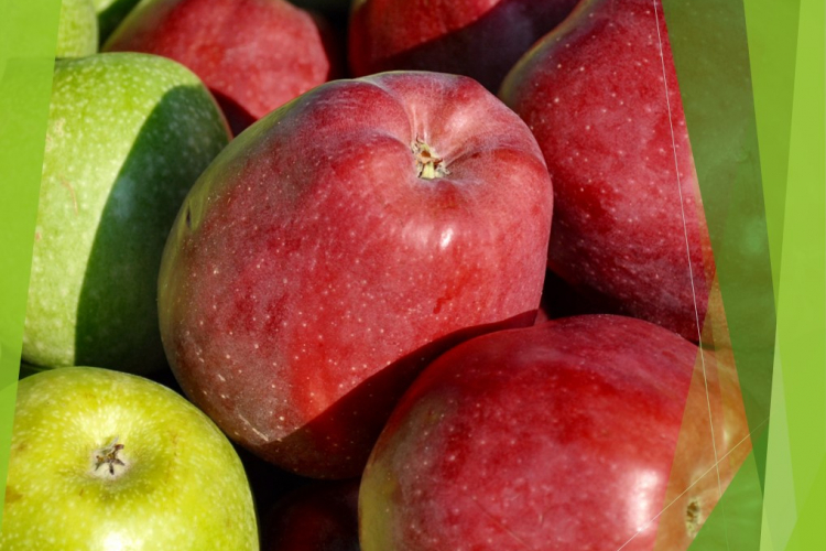 Исследование и экспертиза плодов: фрукты под фитосанитарным надзором