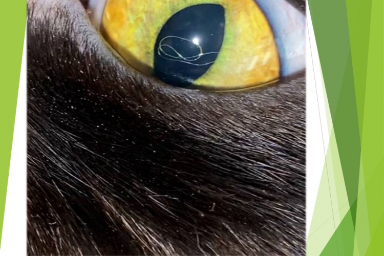 Глазные заболевания кошек, в которых виноваты паразиты