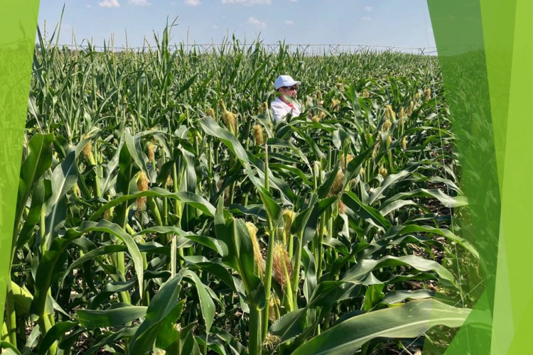 Проведено полевое обследование участка гибридизации кукурузы