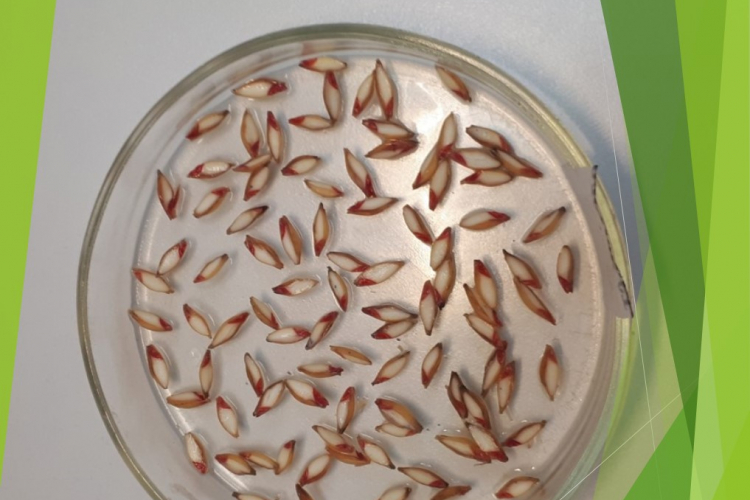 В Тбилисской лаборатории исследовали пробы от партий элитных семян озимого ячменя