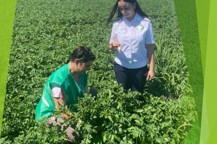 Картофельное поле проверили специалисты Новокубанского отделения