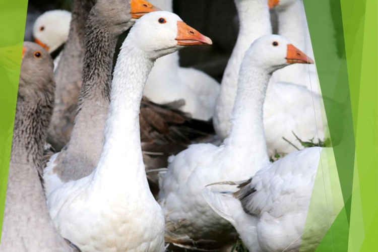 ПЦР-анализ поможет выявить микоплазмоз