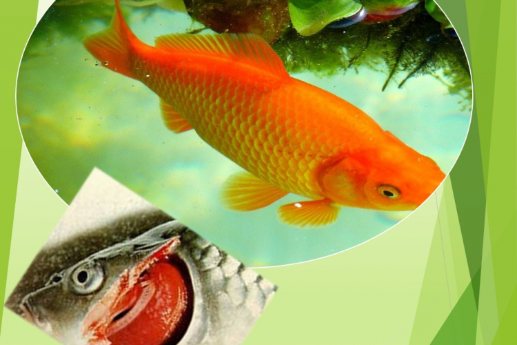 Дактилогироз у карпа Кои