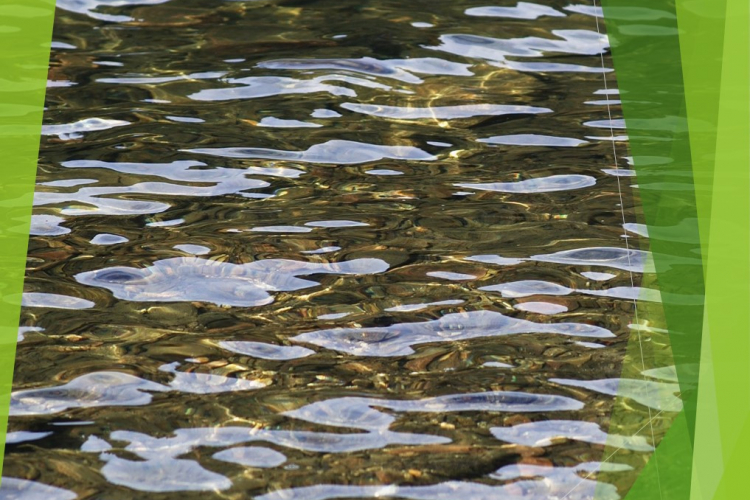 В озерной воде обнаружено повышенное содержание колиформных бактерий