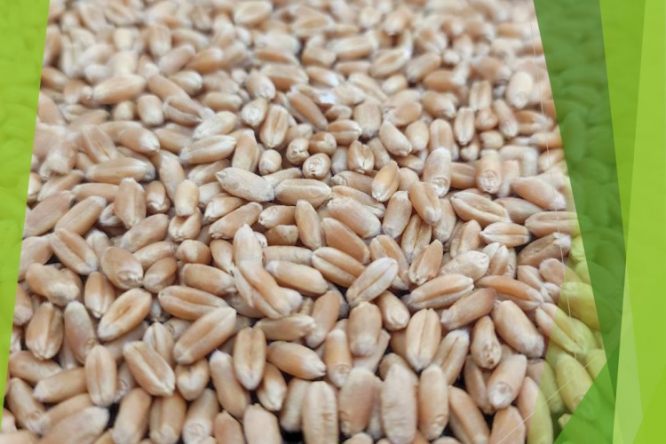 В рамках выполнения госзадания проверено качество семян озимой пшеницы