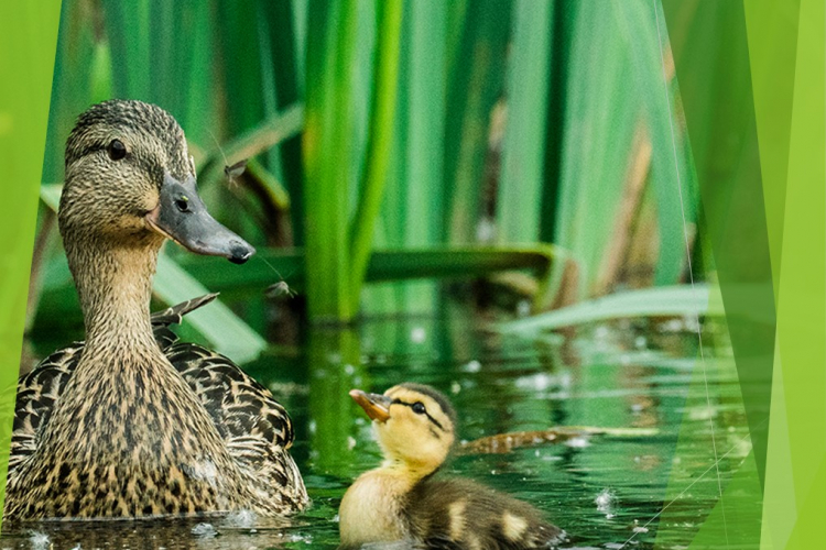 Миграция радионуклидов в водоёмах