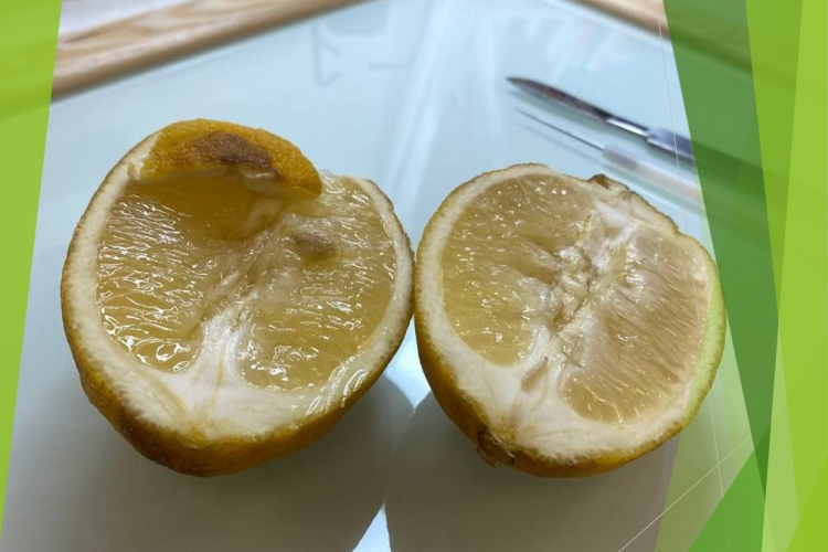 В лимонах нашли личинки средиземноморской плодовой мухи