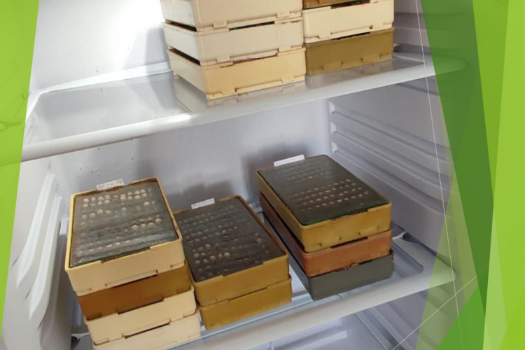 Холодильник для семян: Гулькевичская лаборатория получила новое оборудование