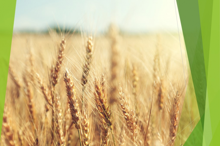 Контроль содержания радионуклидов в урожае зерновых