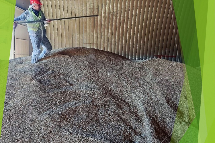 Опасные карантинные объекты обнаружены в пшенице и подсолнечнике