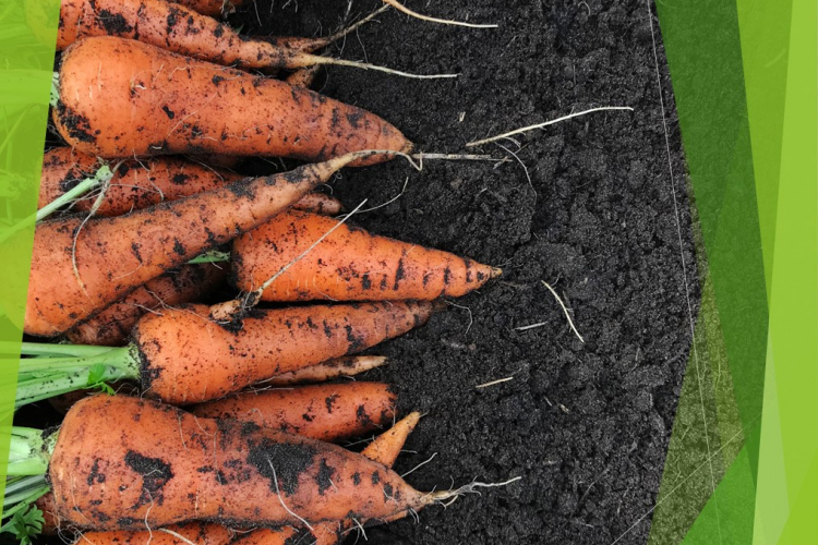440 тонн моркови проверили специалисты из Тимашевска