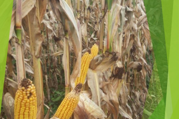 В Новокубанском отделении проведено обследование участков гибридизации кукурузы