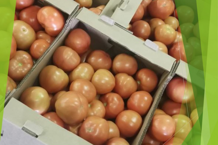 388 тонн томатов проверили эксперты из Тимашевска в сентябре