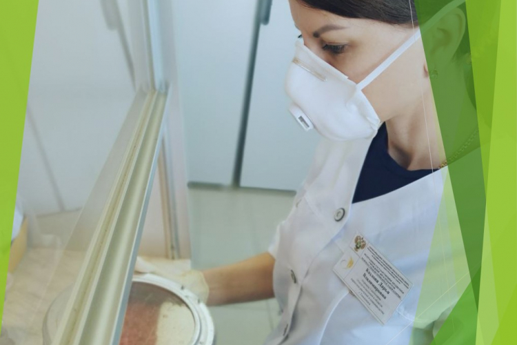 Установление показателя «чистота» семян кукурузы