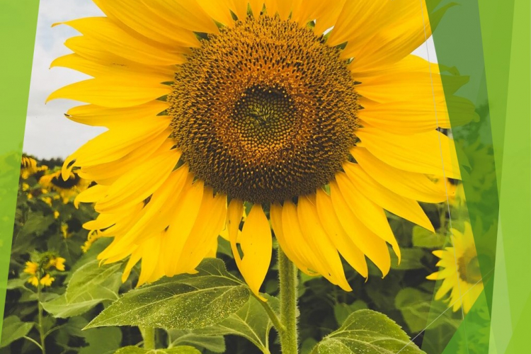 Проверили качество гербицида, предназначенного для защиты подсолнечника