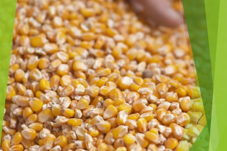 Сличительные испытания по выявлению ГМО в кукурузе пройдены успешно