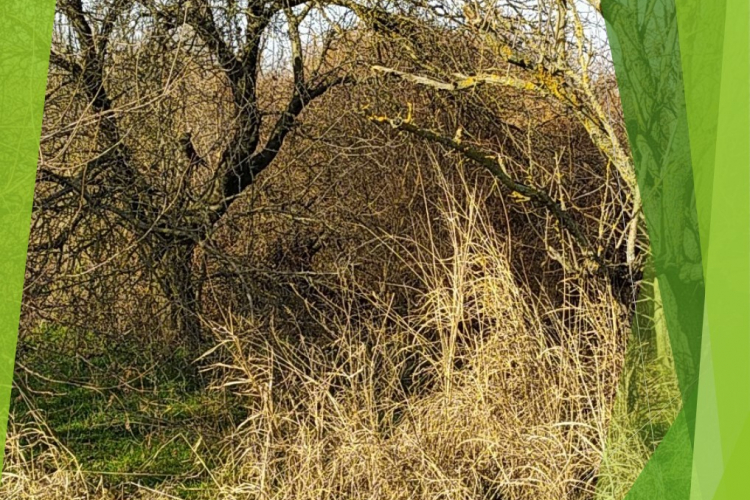 Провести исследования почвы и получить проект культуртехнической мелиорации земель в ФГБУ «Краснодарская МВЛ»