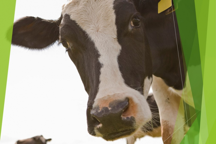 В крови коров методом высокоэффективной жидкостной хроматографии установлен высокий уровень витамина Е
