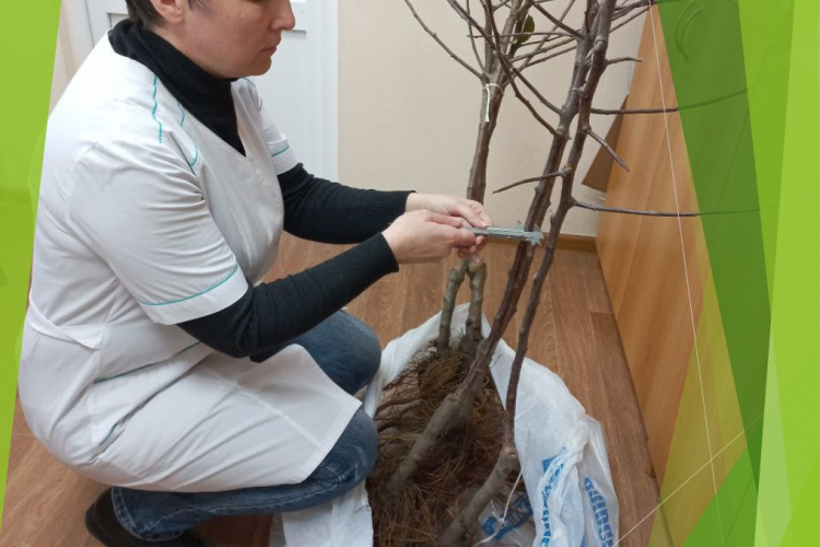 Саженцы яблонь сортов Гала и Фуджи прошли проверку в ФГБУ «Краснодарская МВЛ»