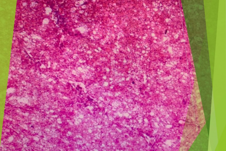 Что такое гистологическая идентификация белковых добавок животного происхождения?