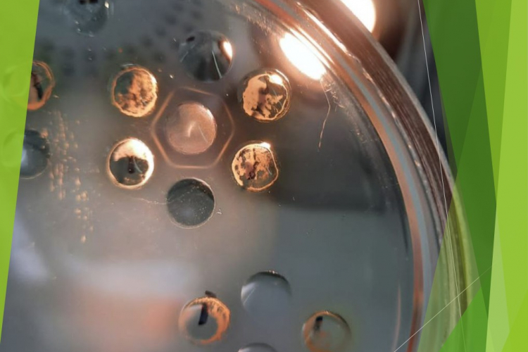 За 10 месяцев 2022 года в ФГБУ «Краснодарская МВЛ» проведено 707 серологических исследований на лейкоз крупного рогатого скота