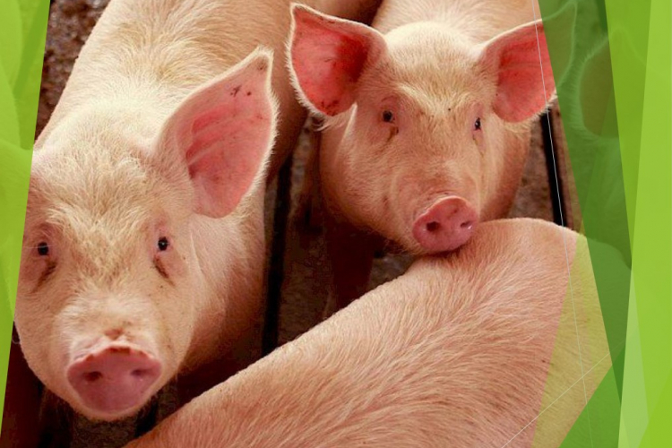 Африканская чума свиней