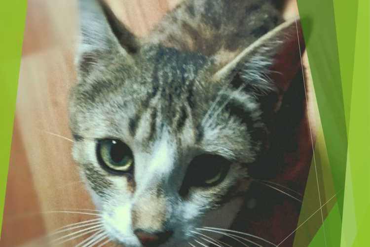 Диагностика токсоплазмоза животных