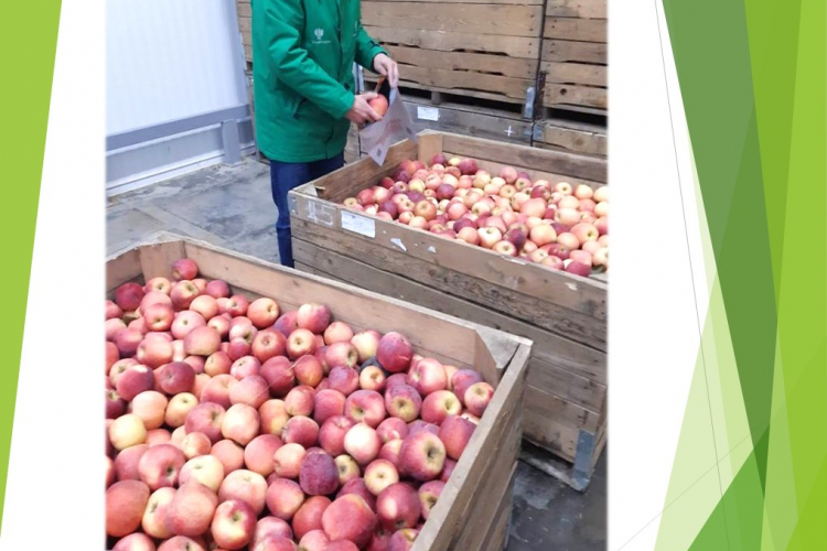 32 тысячи тонн яблок предстоит проверить специалистам Славянского отделения