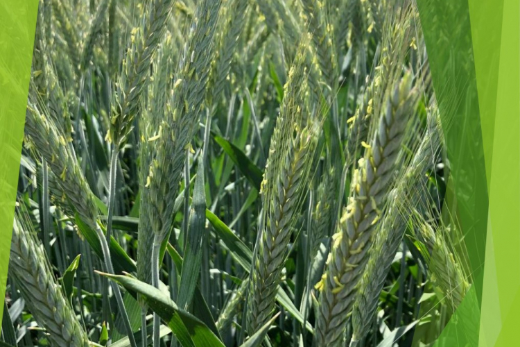 1188 проб озимой пшеницы проанализировали специалисты ФГБУ «Краснодарская МВЛ» с начала текущего года