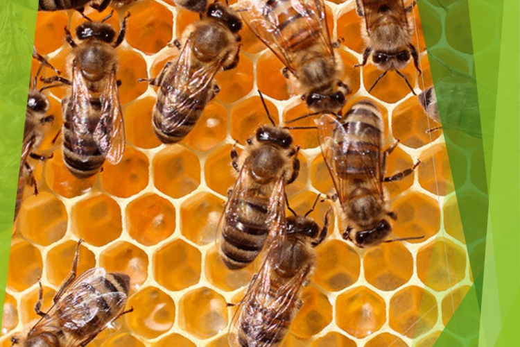 Инфекционная болезнь пчелиных семей – сальмонеллез