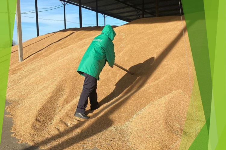 Эксперты Новокубанского отделения проверили 1500 тонн пшеницы