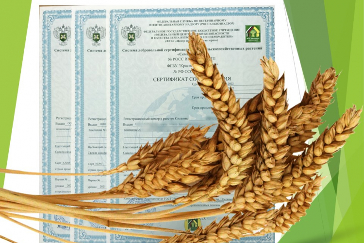 Почти 8 тысяч сертификатов «СемСтандарт» выдано Органом по сертификации семян ФГБУ «Краснодарская МВЛ» в 2022 году