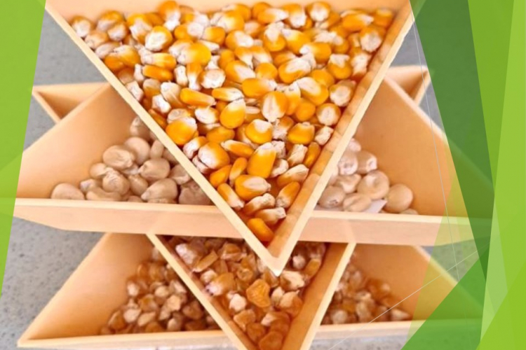 Семена кукурузы, подсолнечника и гороха поступили на исследование в Гулькевичскую лабораторию