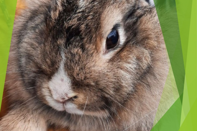 Эймериоз у кроликов