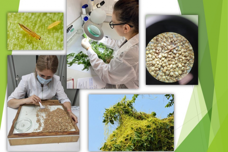 Амброзия, повилика, цветочный трипс – каких вредителей выявили специалисты Тбилисской лаборатории в 2022 году