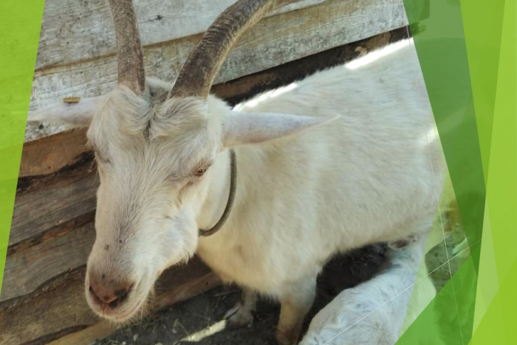 Для профилактики болезни не стоит пить сырое молоко