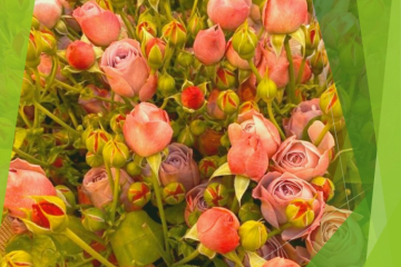Цветы среди зимы: экспертами Новокубанского отделения отобраны пробы от партии роз
