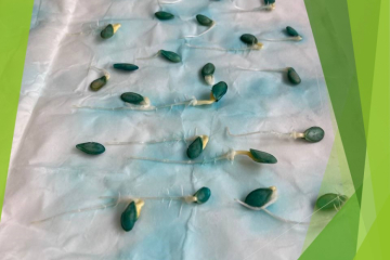 Семеноводы показали последний этап установления посевных качеств семян тыквы по показателю «всхожесть»